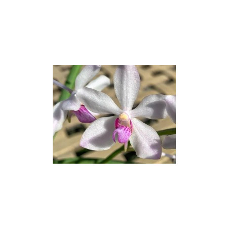 vanda coerulescens dark x holcoglossum flavescens