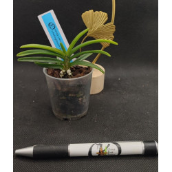 vanda coerulescens dark x holcoglossum flavescens