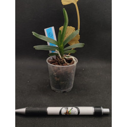 renanthera imschootiana