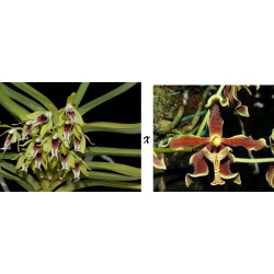 vanda cristata x paraphalaenopsis labukensis