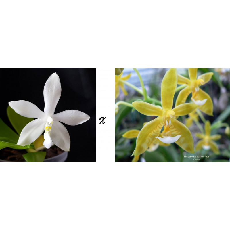 phalaenopsis tetraspis alba x mannii flava