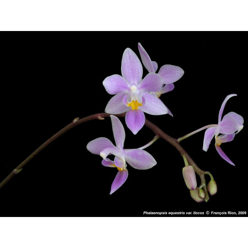 Phalaenopsis equestris var rosea