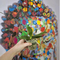 Phalaenopsis equestris var rosea