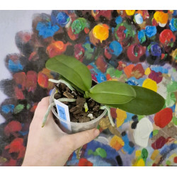 Phalaenopsis amabilis select