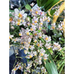 oncidium tsiku marguerite ct yearning