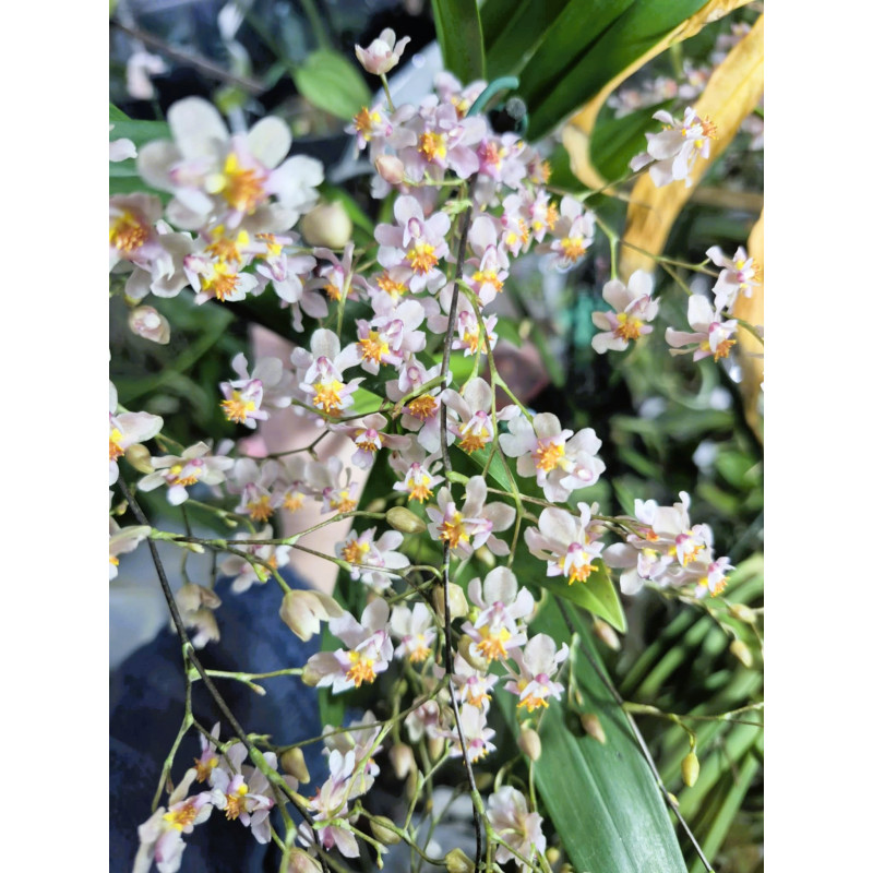 oncidium tsiku marguerite ct yearning