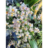 oncidium tsiku marguerite ct yearning