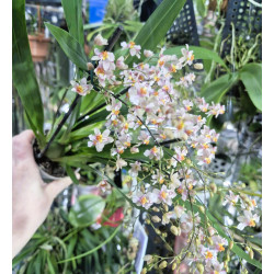 oncidium tsiku marguerite ct yearning