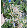 oncidium tsiku marguerite ct yearning