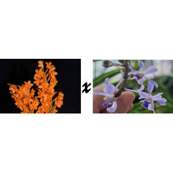 vanda miniata x coerulescens