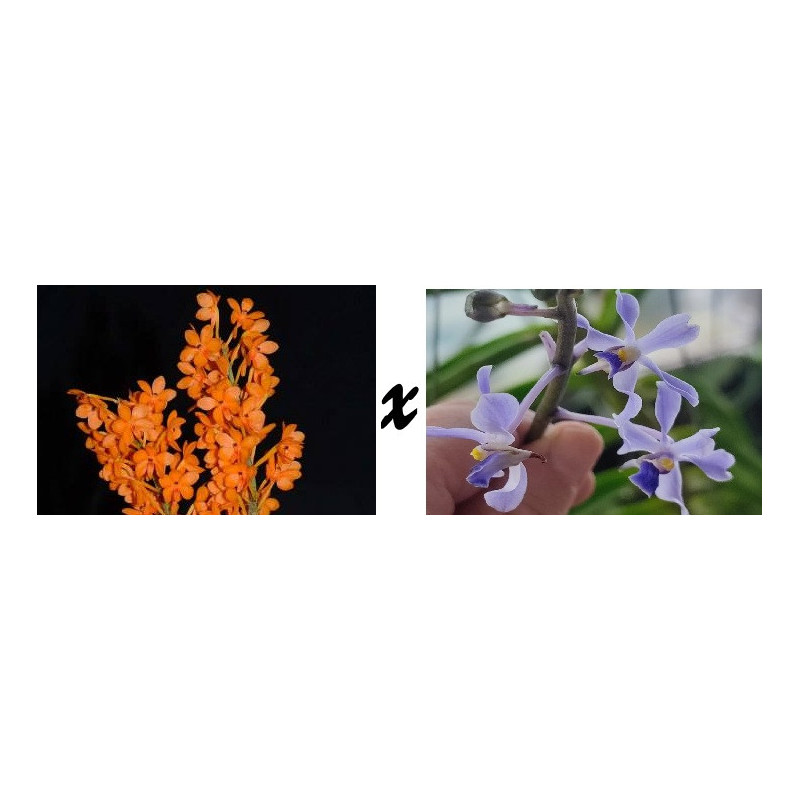 vanda miniata x coerulescens