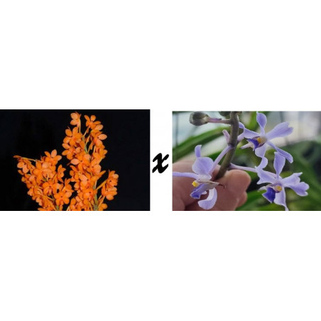 vanda miniata x coerulescens