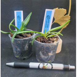 vanda miniata x coerulescens