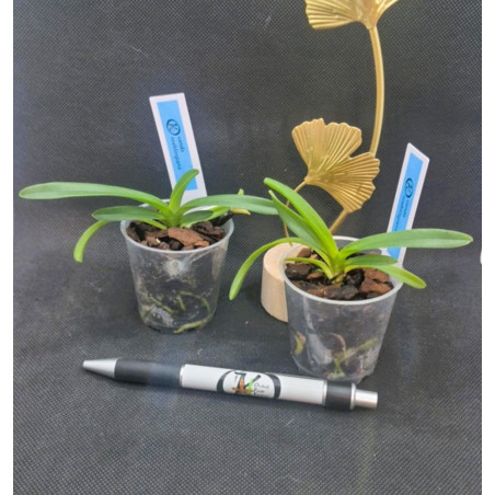 vanda roeblingiana