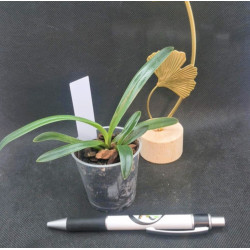 Paphiopedilum coccineum