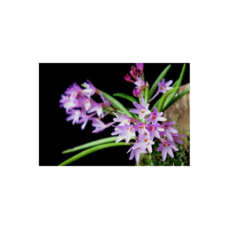 vanda coerulescens x nana