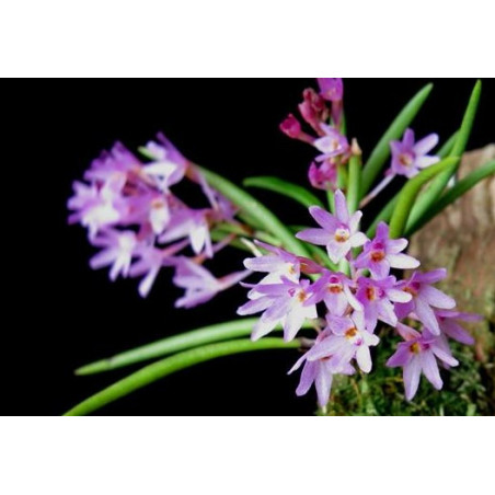 vanda coerulescens x nana