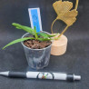 vanda coerulescens x nana