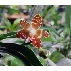 phalaenopsis amboinensis nicole am aos x self