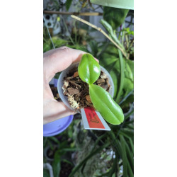 phalaenopsis amboinensis nicole am aos x self