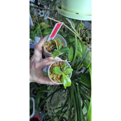 Phalaenopsis sumatrana x kunstleri - Kay O Paskay