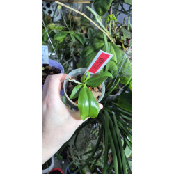 Phalaenopsis sumatrana x kunstleri - Kay O Paskay