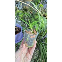 vanda (neofinetia falcata) x cristata - vanda Virgil