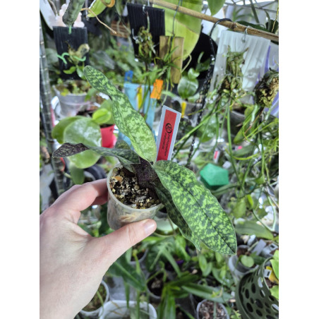 paphiopedilum malipoense