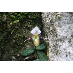 paphiopedilum canhii