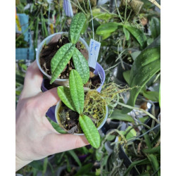 paphiopedilum canhii