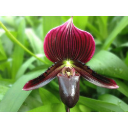 Paphiopedilum Vinicolor 'Schwarze Madonna' x callosum Vinicolor