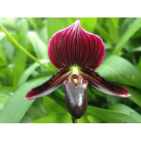 Paphiopedilum Vinicolor 'Schwarze Madonna' x callosum Vinicolor