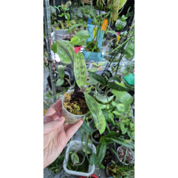 Paphiopedilum Vinicolor 'Schwarze Madonna' x callosum Vinicolor