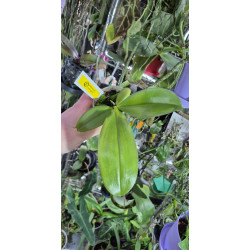 phalaenopsis corningiana