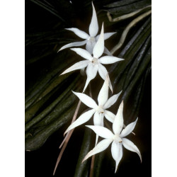 aerangis kirkii