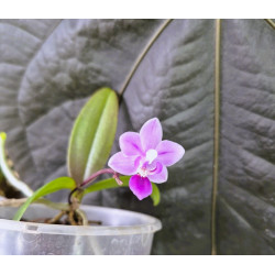 Phalaenopsis equestris - rose foncé