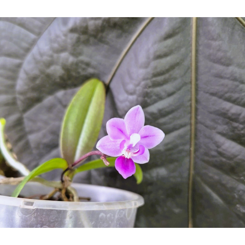 Phalaenopsis equestris - rose foncé