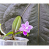 Phalaenopsis equestris - rose foncé