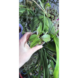 Phalaenopsis equestris - rose foncé