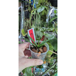 vanda falcata x holcoglossum kimballianum