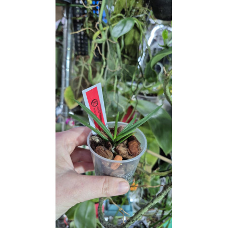 vanda falcata x holcoglossum kimballianum