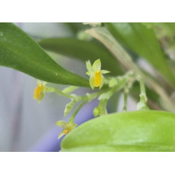 platystele stenostachya