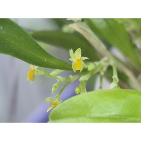 platystele stenostachya