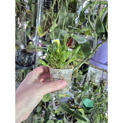 platystele stenostachya