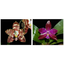 Phalaenopsis amboinensis...