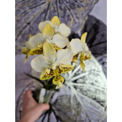 phalaenopsis stuartiana Yellow x Nobilis