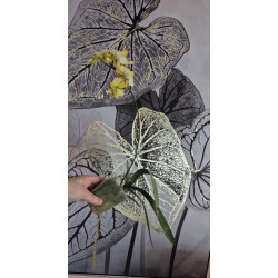 phalaenopsis stuartiana Yellow x Nobilis