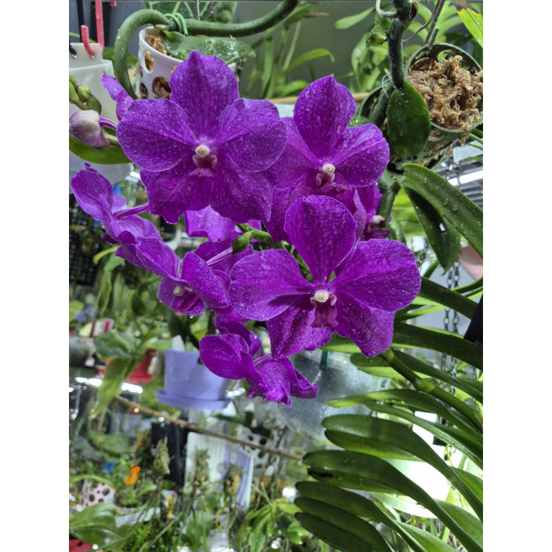 Vanda hybride XXL