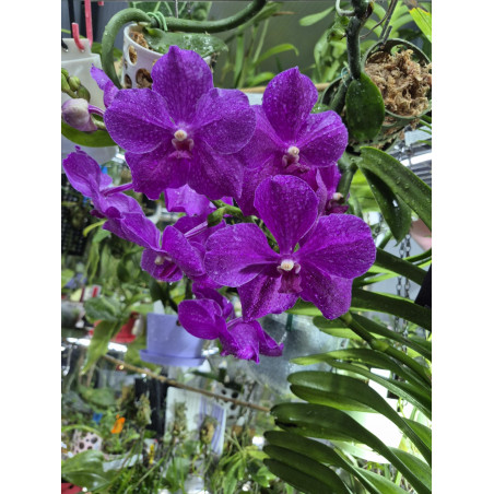 Vanda hybride XXL