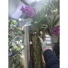 Vanda hybride XXL